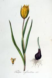 Tulpen (verschiedene Farben)